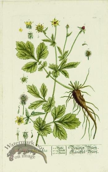 Blackwell German 010